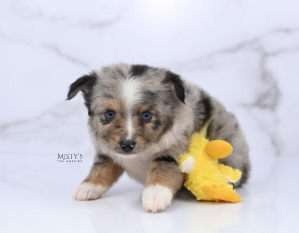Mini / Toy Australian Shepherd Puppy Chickadee
