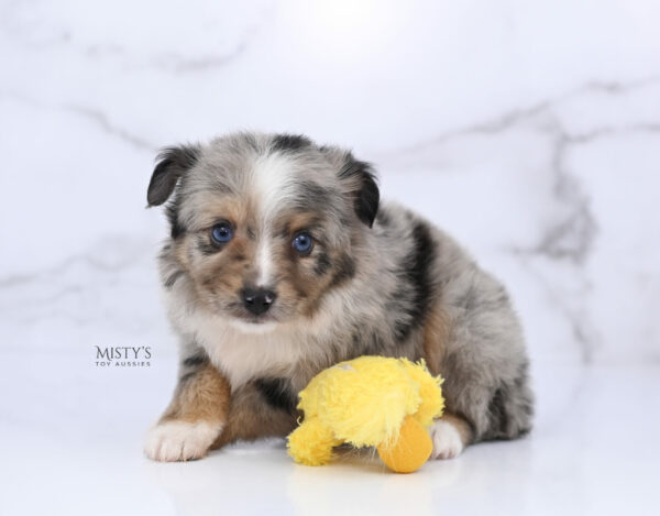 Mini / Toy Australian Shepherd Puppy Chickadee