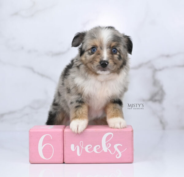 Mini / Toy Australian Shepherd Puppy Chickadee