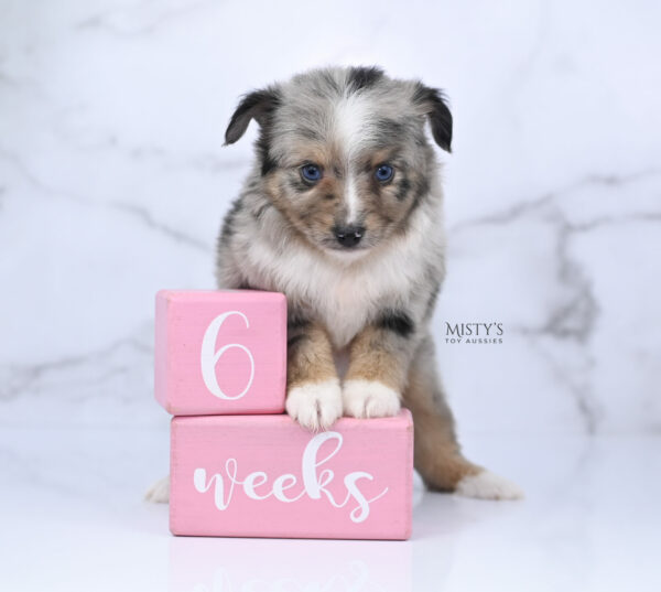 Mini / Toy Australian Shepherd Puppy Chickadee