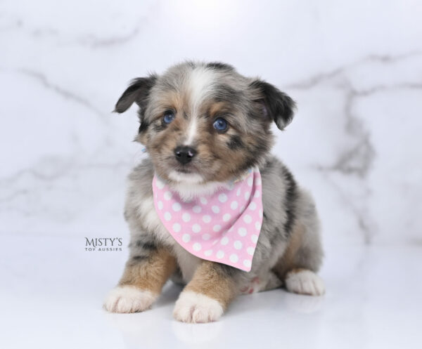 Mini / Toy Australian Shepherd Puppy Chickadee