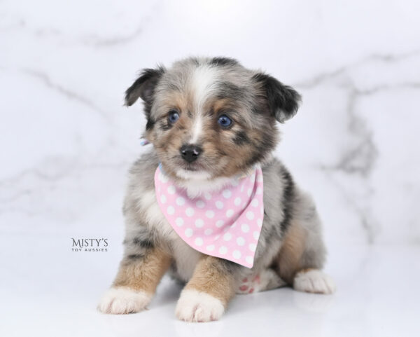 Mini / Toy Australian Shepherd Puppy Chickadee