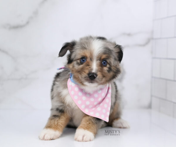 Mini / Toy Australian Shepherd Puppy Chickadee