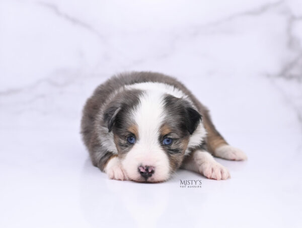 Mini / Toy Australian Shepherd Puppy Copper