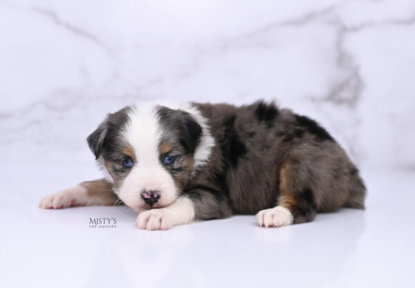 Mini / Toy Australian Shepherd Puppy Copper