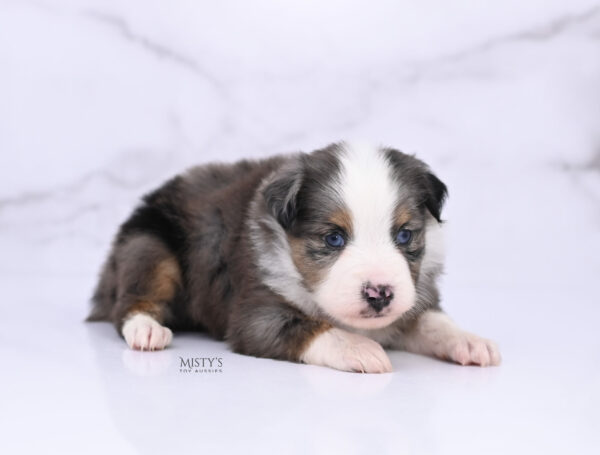 Mini / Toy Australian Shepherd Puppy Copper
