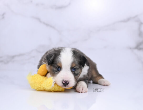 Mini / Toy Australian Shepherd Puppy Copper