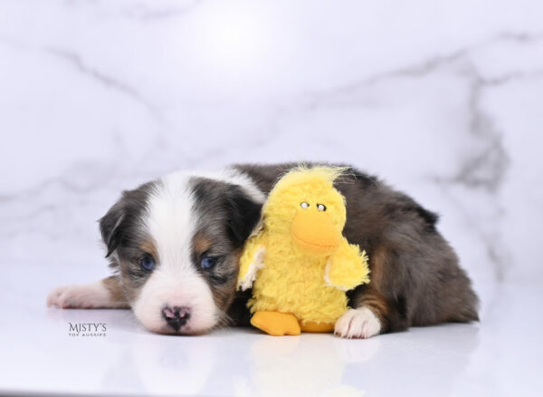 Mini / Toy Australian Shepherd Puppy Copper