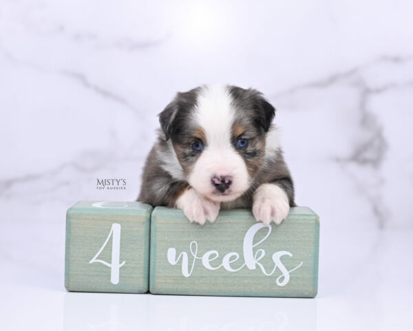 Mini / Toy Australian Shepherd Puppy Copper