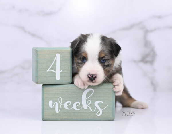 Mini / Toy Australian Shepherd Puppy Copper
