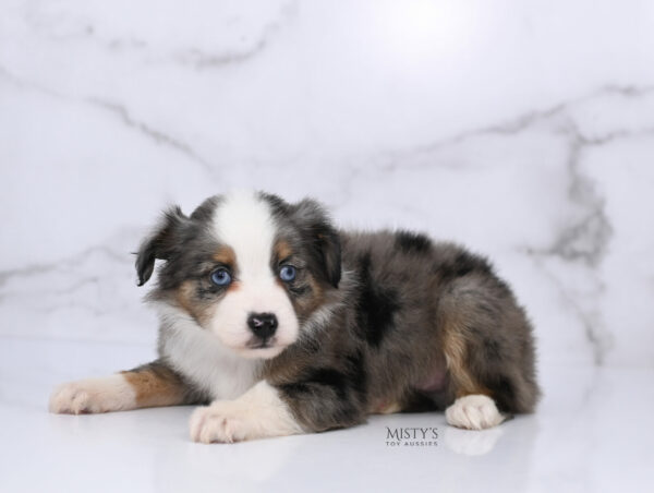 Mini / Toy Australian Shepherd Blue Merle Puppy Copper
