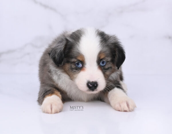 Mini / Toy Australian Shepherd Blue Merle Puppy Copper