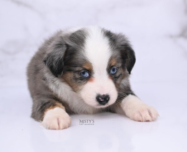 Mini / Toy Australian Shepherd Blue Merle Puppy Copper