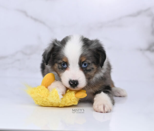 Mini / Toy Australian Shepherd Blue Merle Puppy Copper