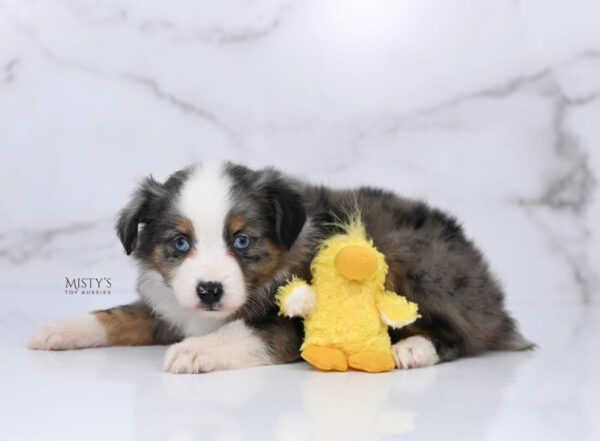 Mini / Toy Australian Shepherd Blue Merle Puppy Copper
