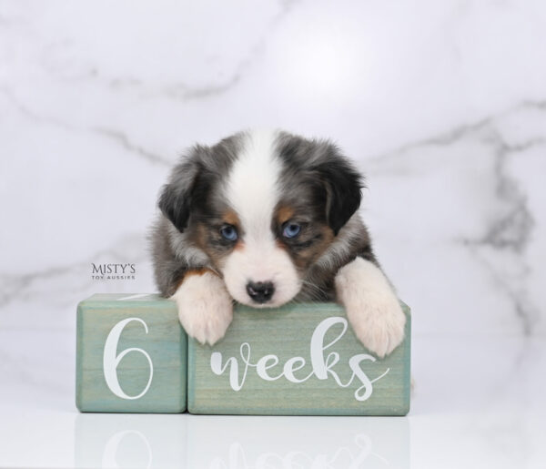 Mini / Toy Australian Shepherd Blue Merle Puppy Copper