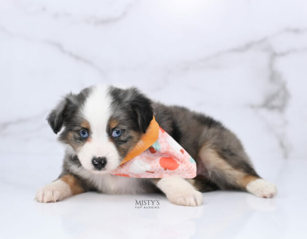 Mini / Toy Australian Shepherd Blue Merle Puppy Copper