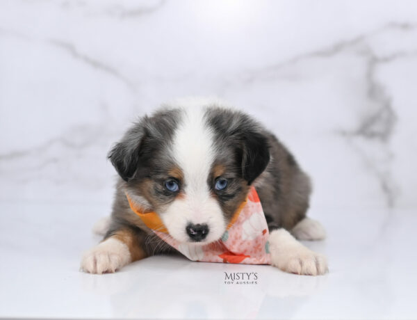 Mini / Toy Australian Shepherd Blue Merle Puppy Copper