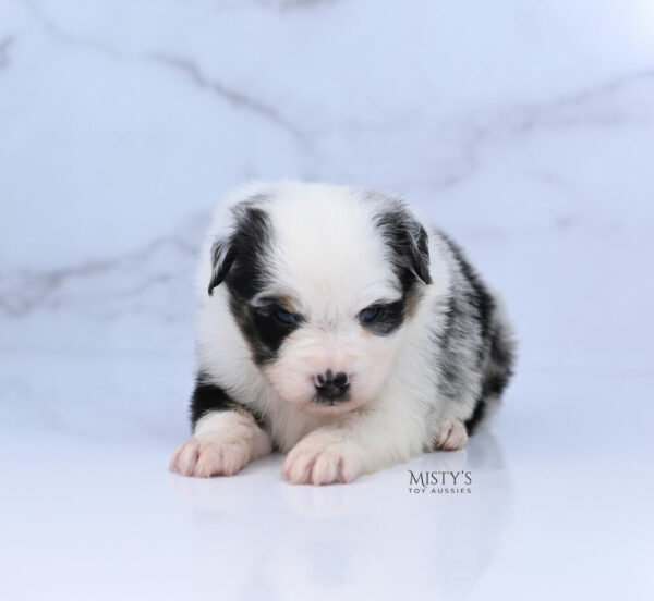 Mini / Toy Australian Shepherd Puppy Diggy