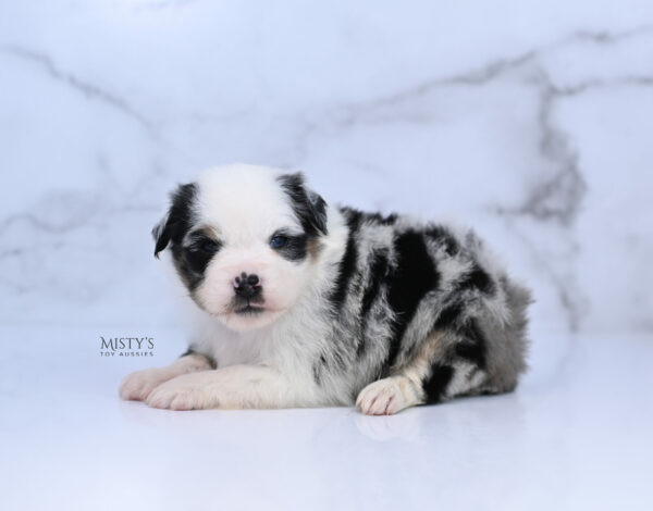 Mini / Toy Australian Shepherd Puppy Diggy