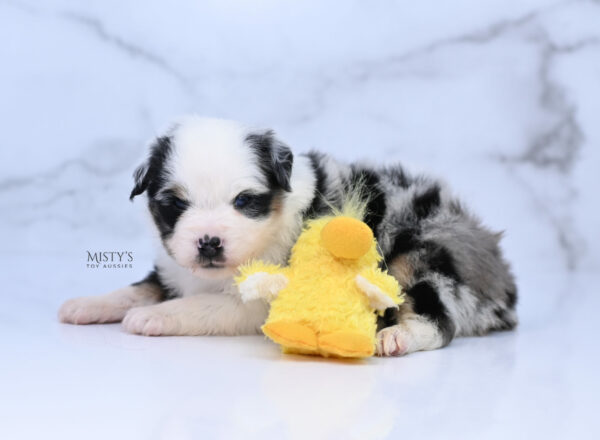 Mini / Toy Australian Shepherd Puppy Diggy