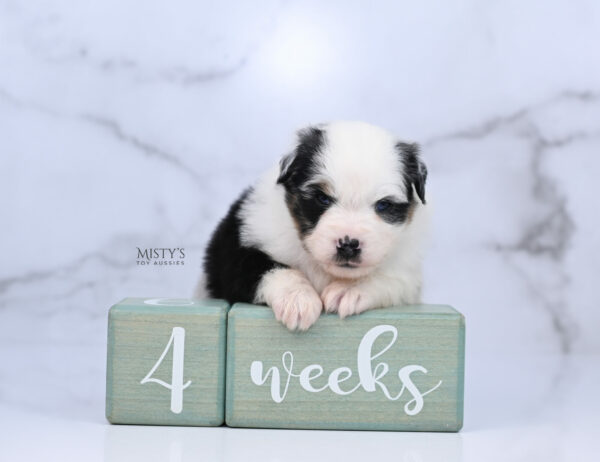 Mini / Toy Australian Shepherd Puppy Diggy