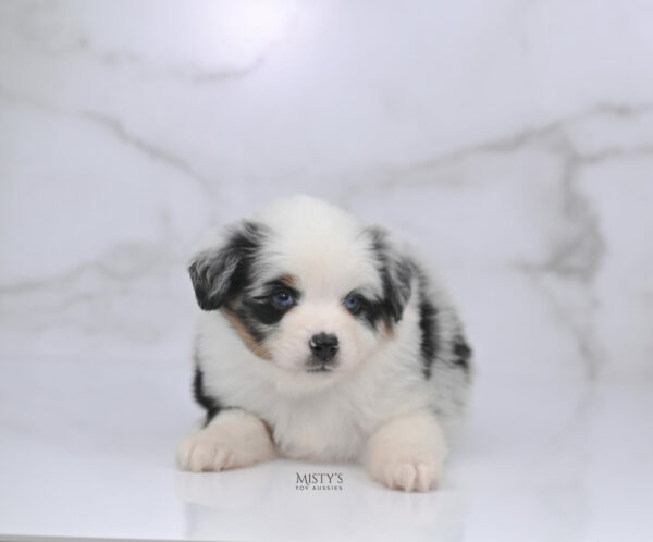 Mini / Toy Australian Shepherd Blue Merle Puppy Diggy