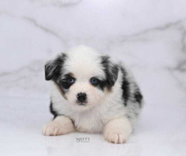 Mini / Toy Australian Shepherd Blue Merle Puppy Diggy