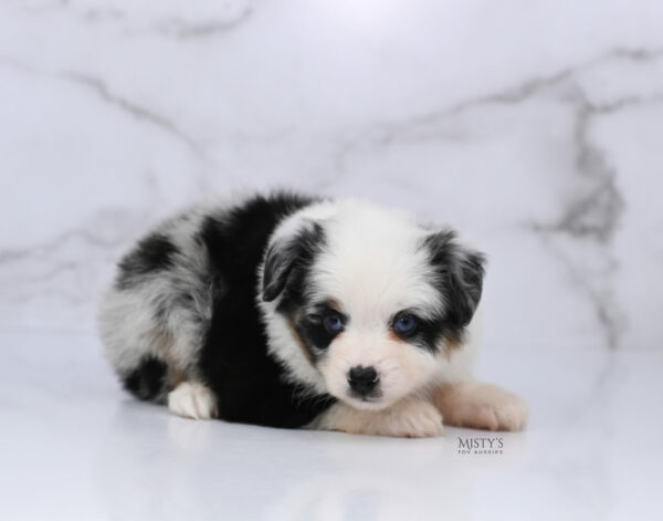 Mini / Toy Australian Shepherd Blue Merle Puppy Diggy