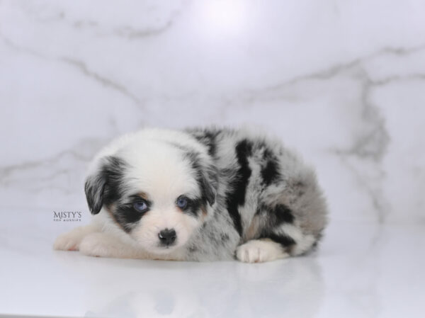 Mini / Toy Australian Shepherd Blue Merle Puppy Diggy