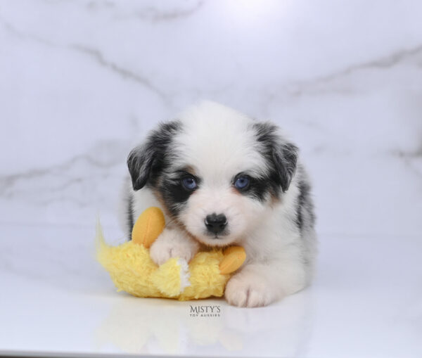 Mini / Toy Australian Shepherd Blue Merle Puppy Diggy