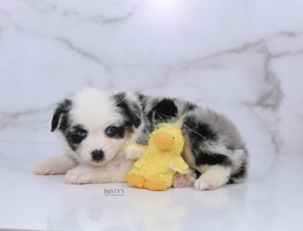 Mini / Toy Australian Shepherd Blue Merle Puppy Diggy