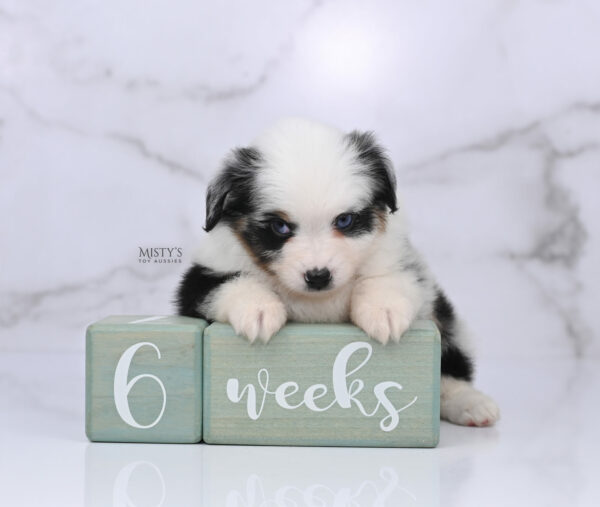 Mini / Toy Australian Shepherd Blue Merle Puppy Diggy