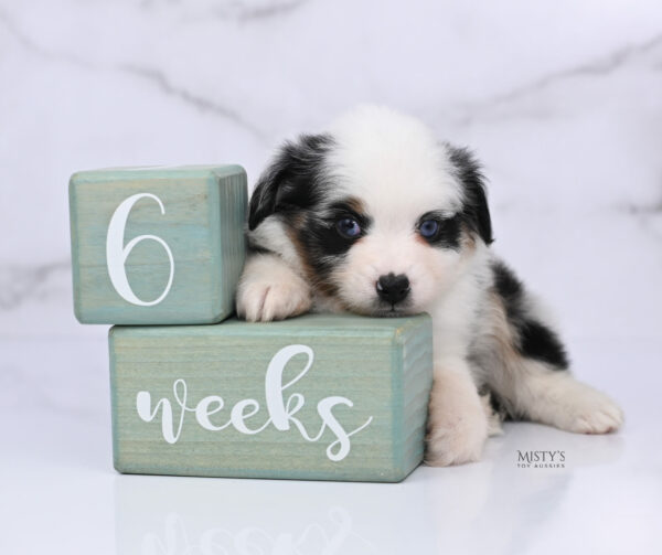 Mini / Toy Australian Shepherd Blue Merle Puppy Diggy