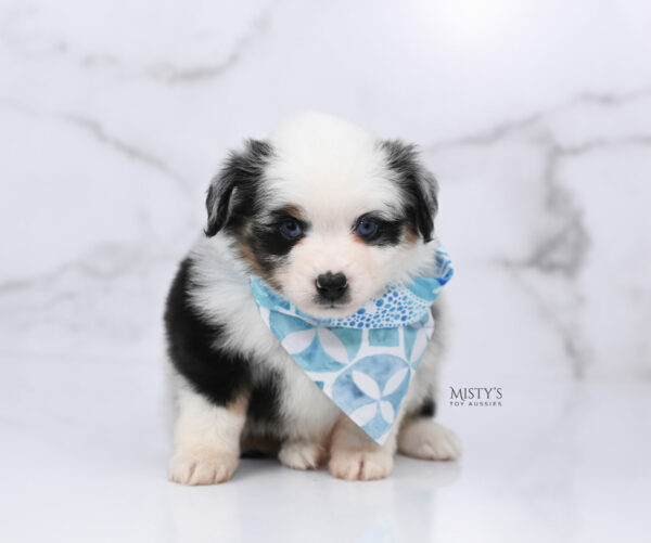 Mini / Toy Australian Shepherd Blue Merle Puppy Diggy