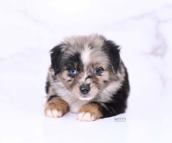 Mini / Toy Australian Shepherd Puppy Haisie