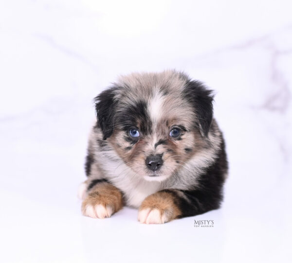 Mini / Toy Australian Shepherd Puppy Haisie