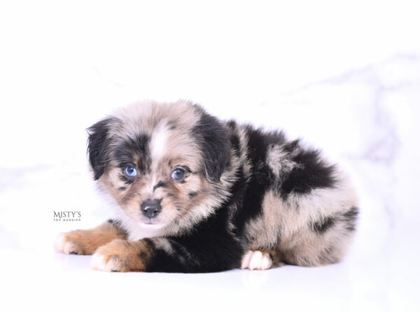 Mini / Toy Australian Shepherd Puppy Haisie