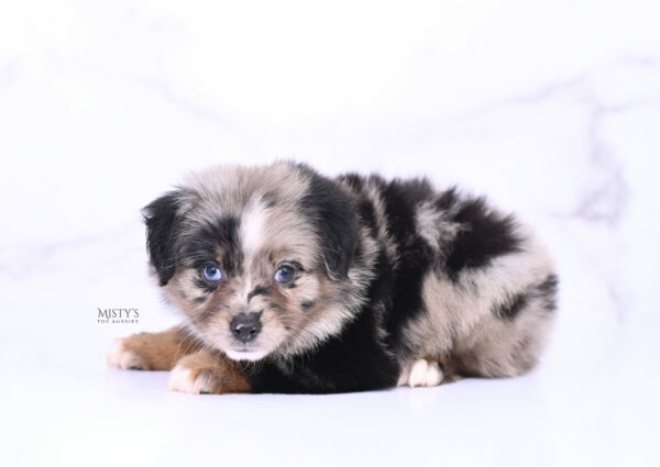 Mini / Toy Australian Shepherd Puppy Haisie