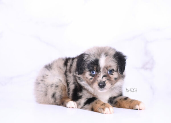 Mini / Toy Australian Shepherd Puppy Haisie