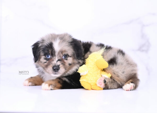 Mini / Toy Australian Shepherd Puppy Haisie