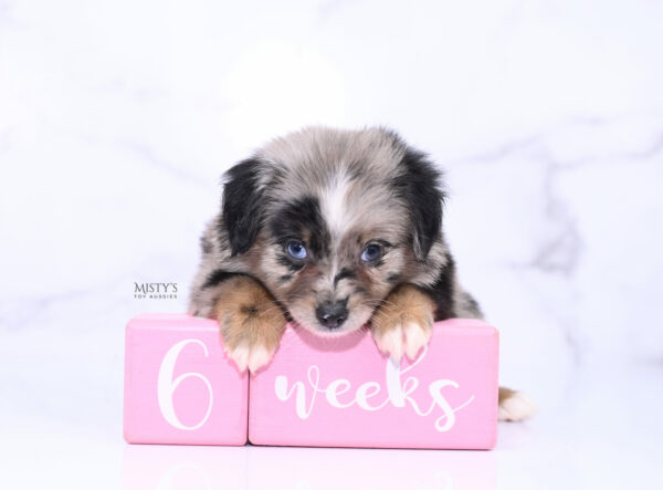Mini / Toy Australian Shepherd Puppy Haisie