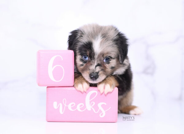 Mini / Toy Australian Shepherd Puppy Haisie