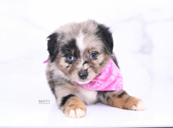 Mini / Toy Australian Shepherd Puppy Haisie