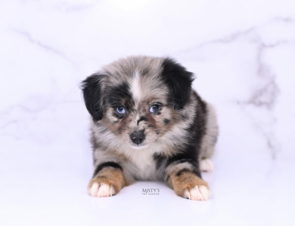 Mini / Toy Australian Shepherd Blue Merle Puppy Haisie - 7 Weeks
