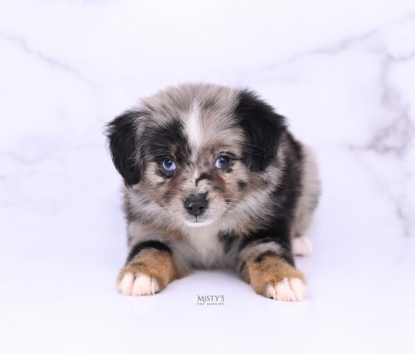 Mini / Toy Australian Shepherd Blue Merle Puppy Haisie - 7 Weeks