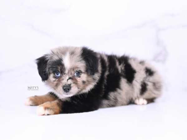 Mini / Toy Australian Shepherd Blue Merle Puppy Haisie - 7 Weeks
