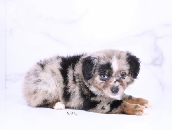 Mini / Toy Australian Shepherd Blue Merle Puppy Haisie - 7 Weeks