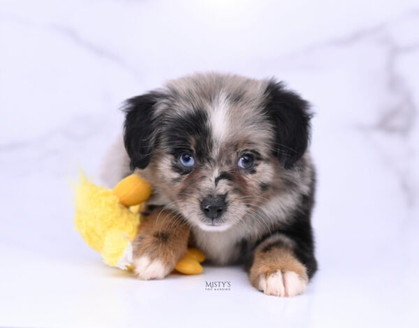 Mini / Toy Australian Shepherd Blue Merle Puppy Haisie - 7 Weeks