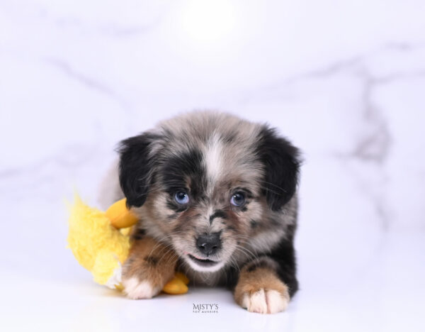 Mini / Toy Australian Shepherd Blue Merle Puppy Haisie - 7 Weeks